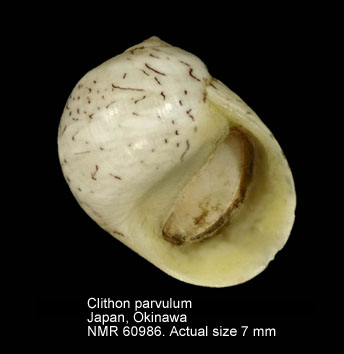 Clithon parvulum.jpg - Clithon parvulum (Guillou,1841)